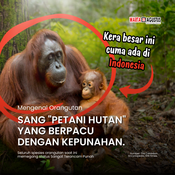 Mengenal Orangutan, Petani Hutan yang Terancam Punah